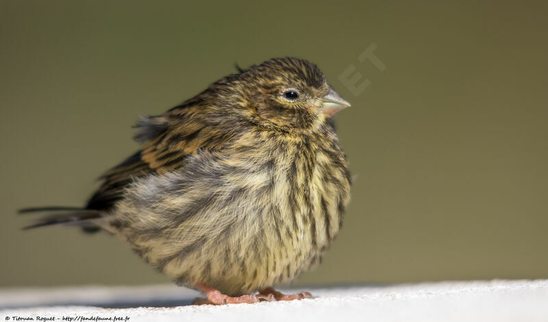 Serin cini, identification