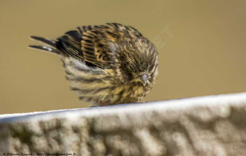 European Serin, identification