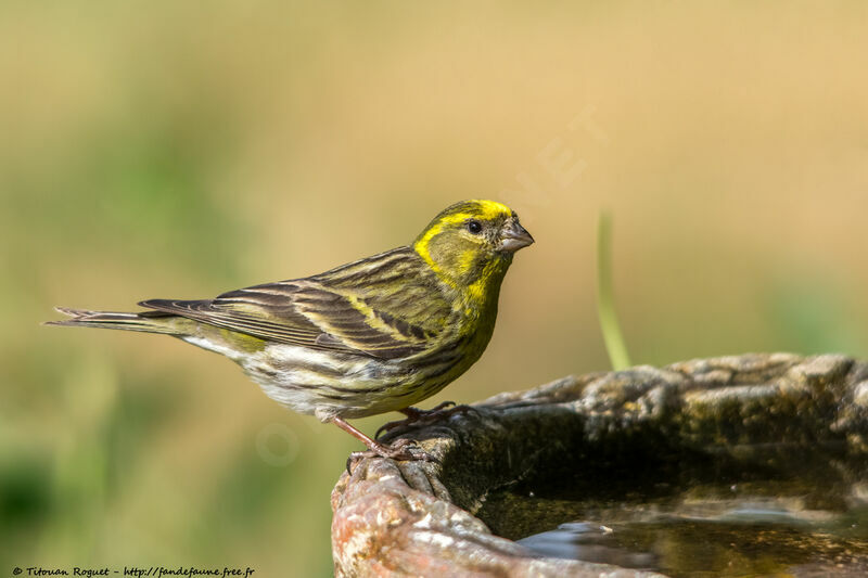 Serin cini mâle adulte nuptial, identification, boit