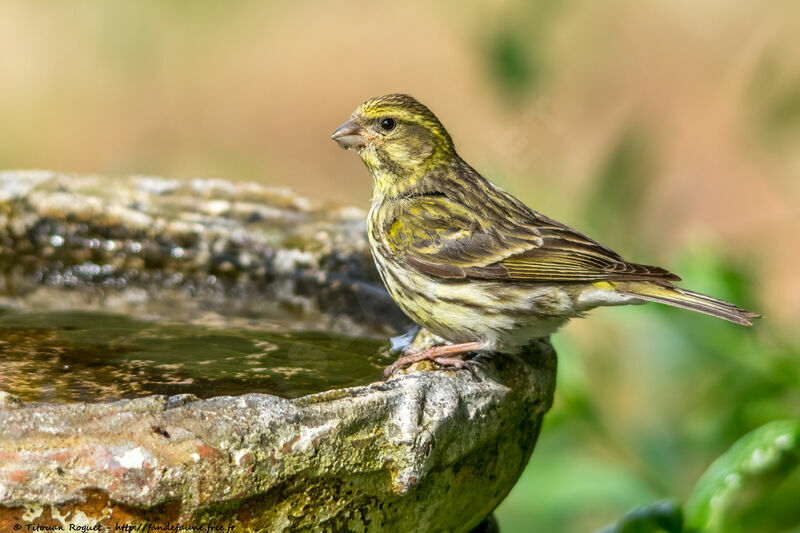 Serin cini, identification, boit