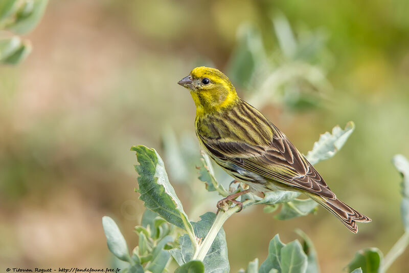 Serin ciniadulte, identification, portrait, composition, pigmentation