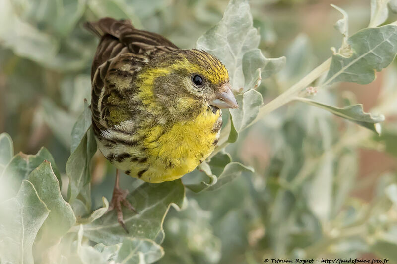 European Serin