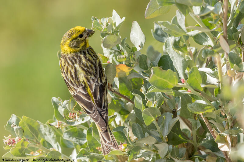 Serin cini