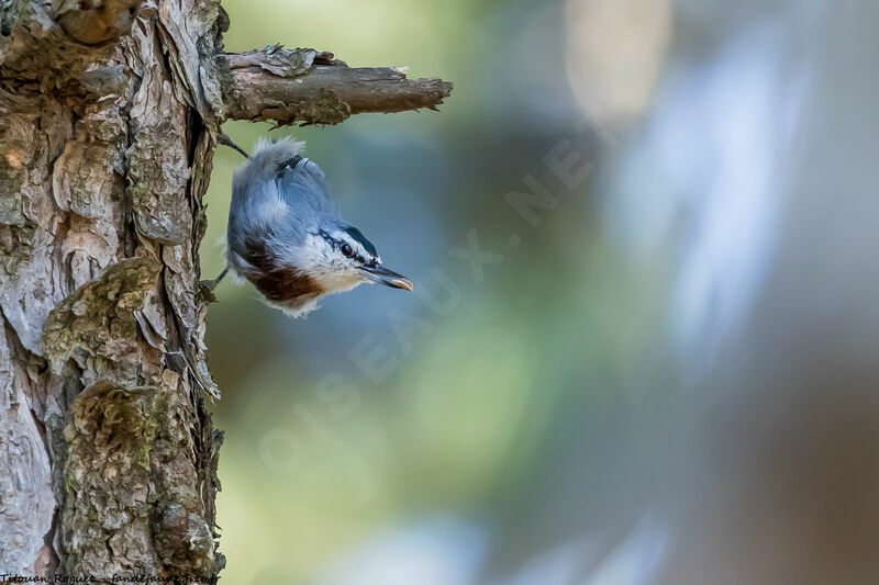 Krüper's Nuthatch