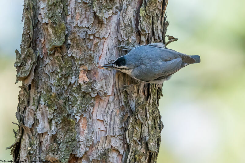 Krüper's Nuthatch