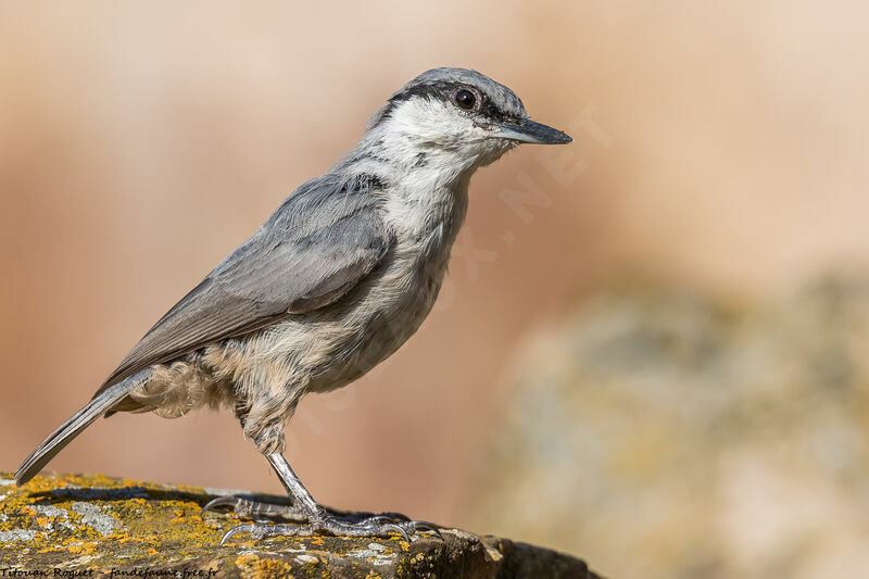 Western Rock Nuthatch