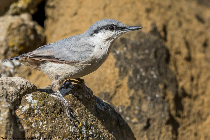 Western Rock Nuthatch