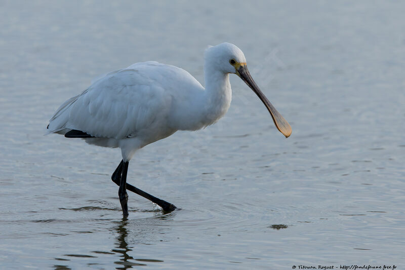 Eurasian Spoonbill