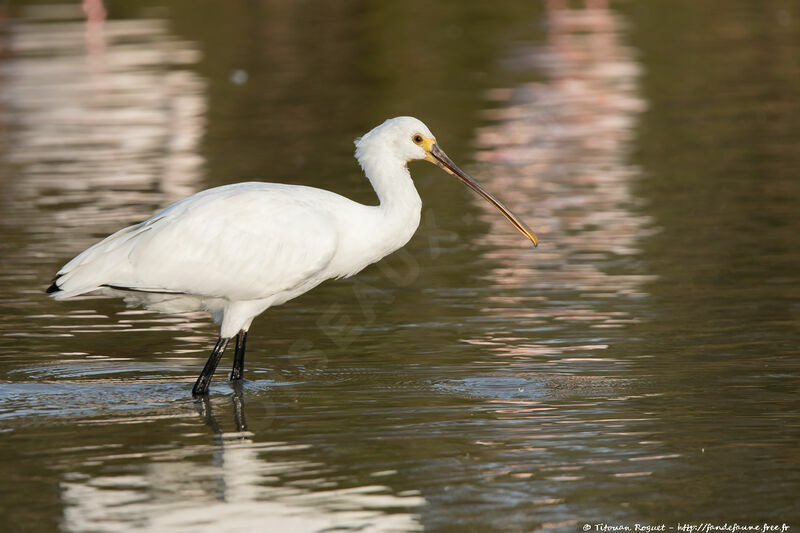 Eurasian Spoonbill