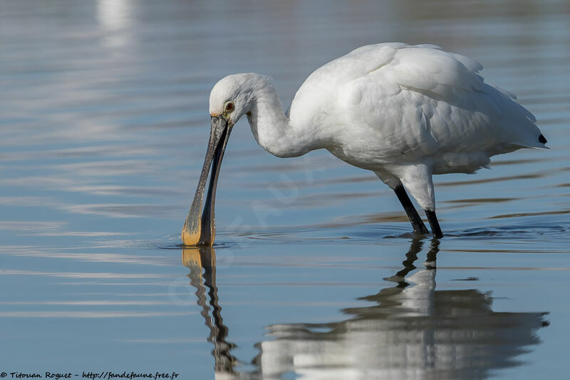 Eurasian Spoonbill