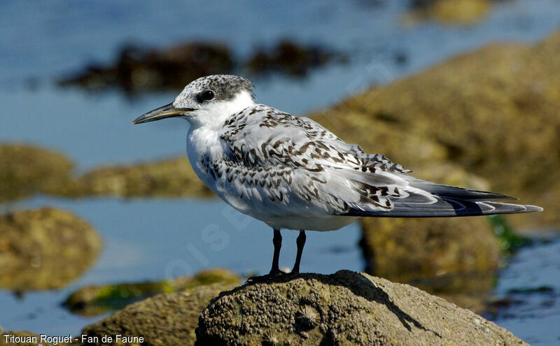 Sandwich Tern, identification