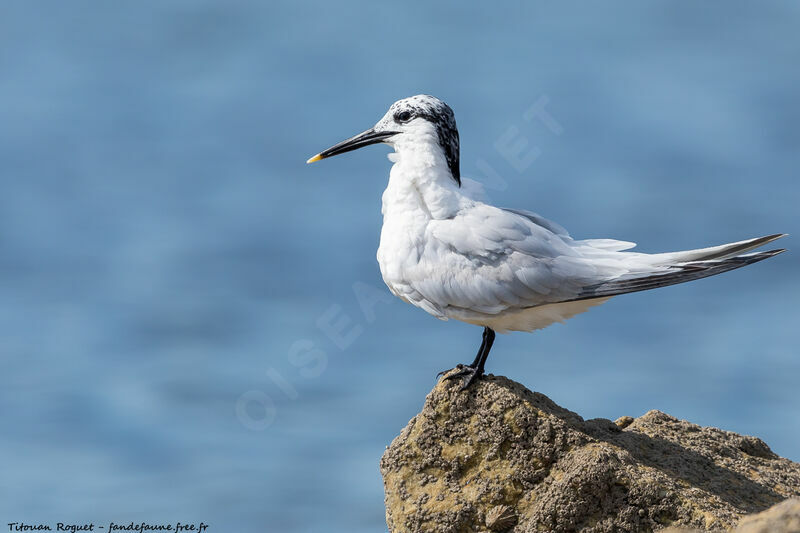 Sandwich Tern