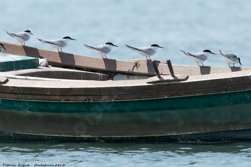 Roseate Tern