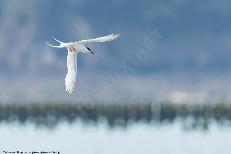 Roseate Tern