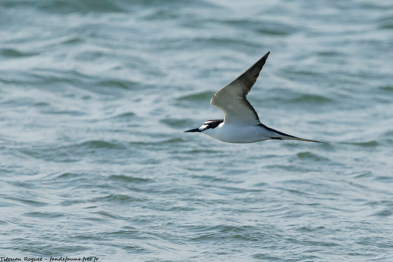 Sooty Tern