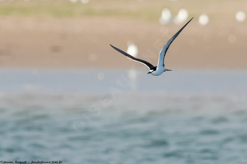 Sooty Tern