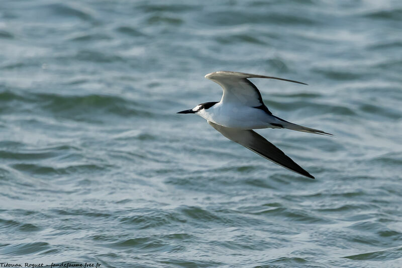 Sooty Tern