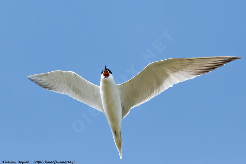 Gull-billed Tern