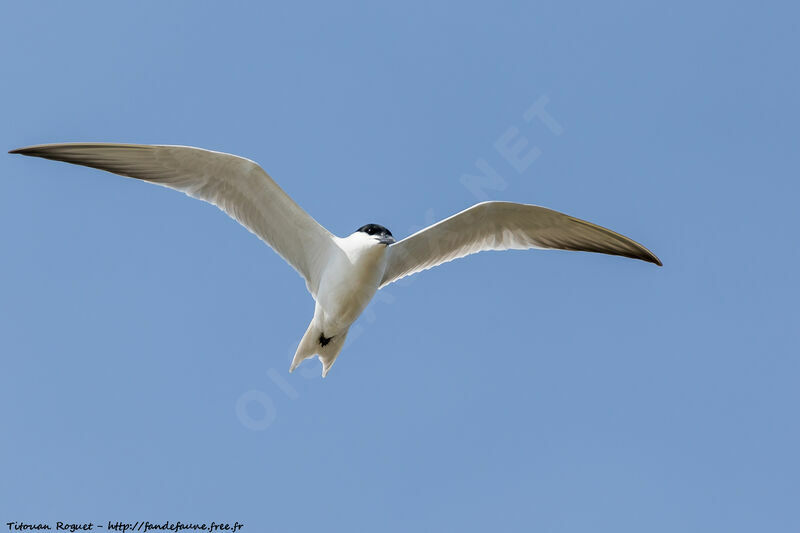 Gull-billed Tern