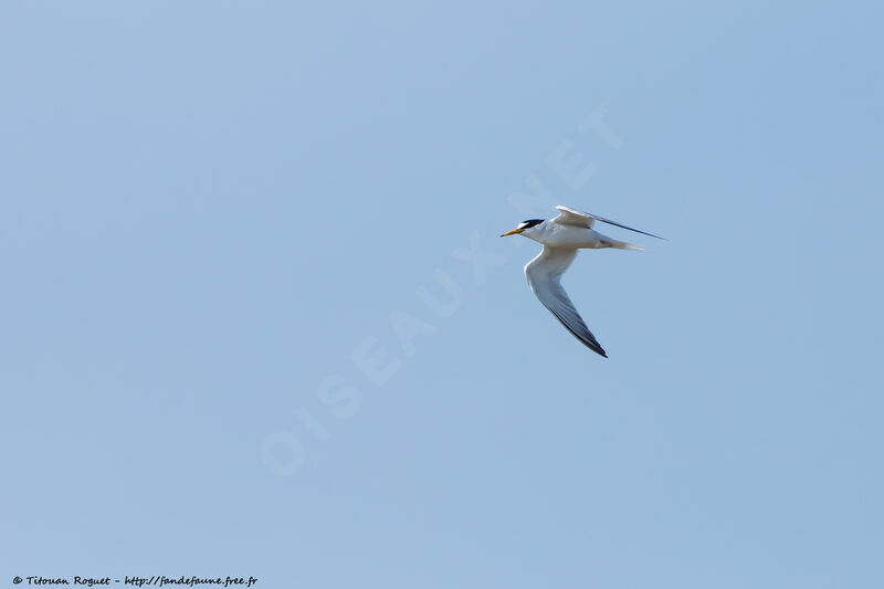 Little Ternadult breeding, Flight