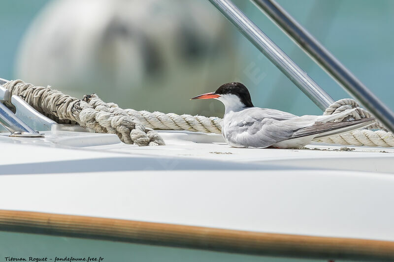 Common Tern