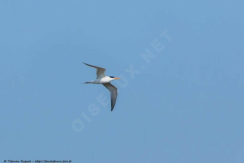 Lesser Crested Ternadult breeding, Flight