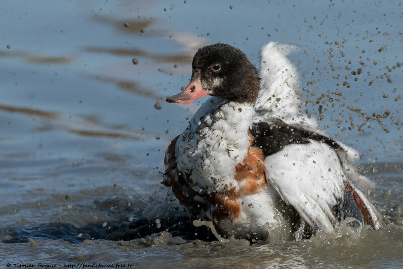 Common Shelduck