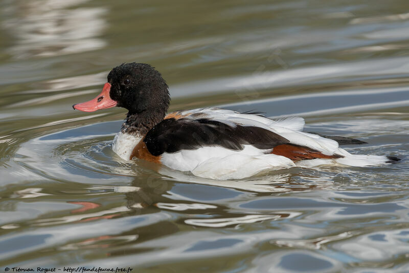 Common Shelduck