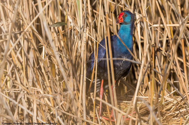 Western Swamphen