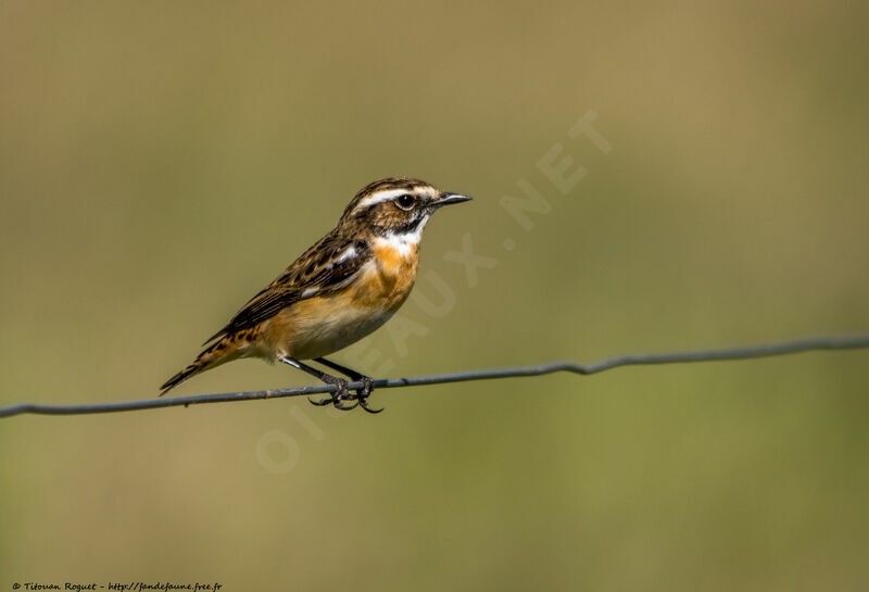 Tarier des prés, identification