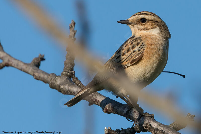 Whinchat