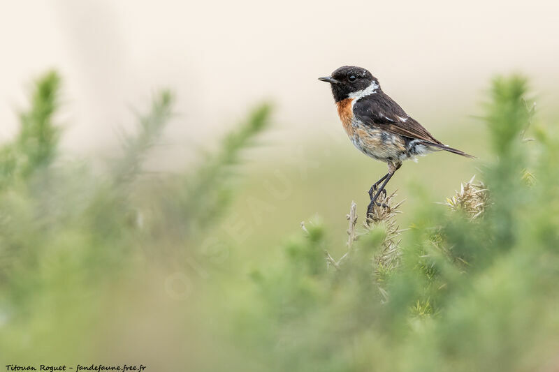 European Stonechat