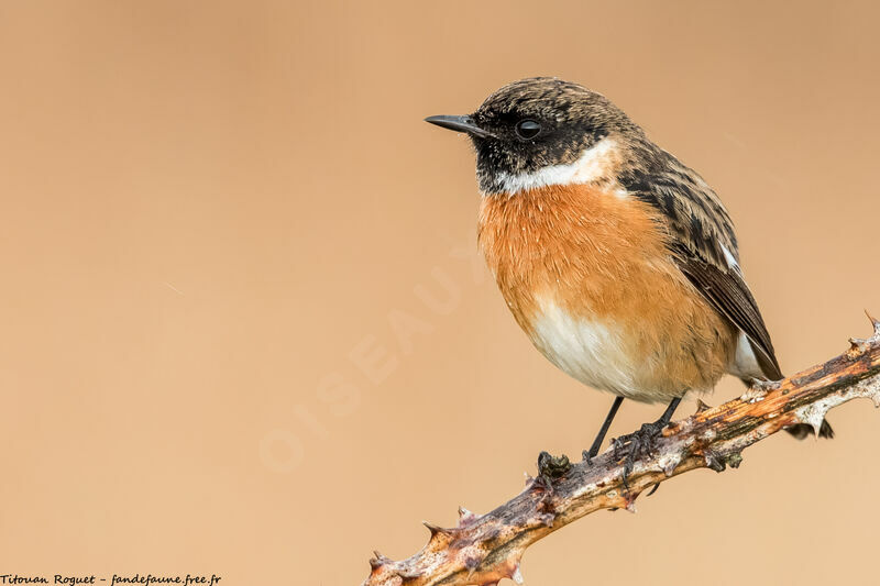 European Stonechat