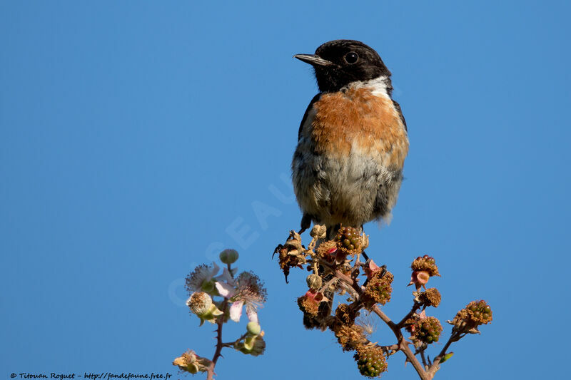 European Stonechat male adult breeding, identification