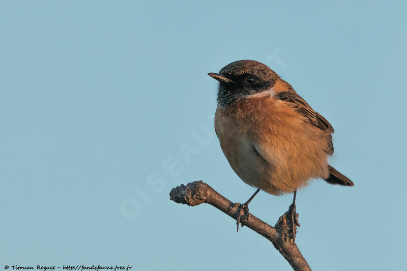 European Stonechat