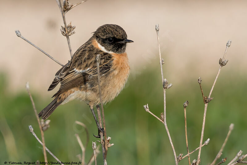 European Stonechat