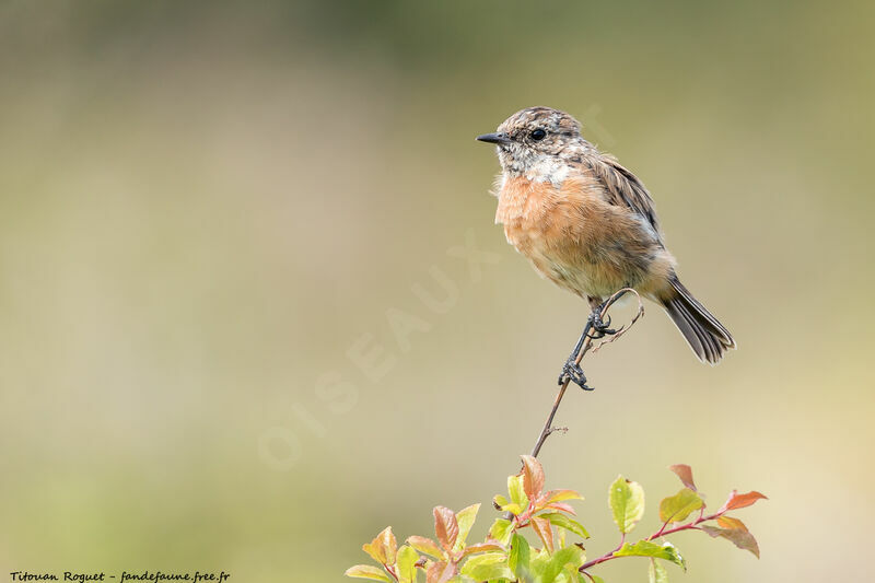 European Stonechat