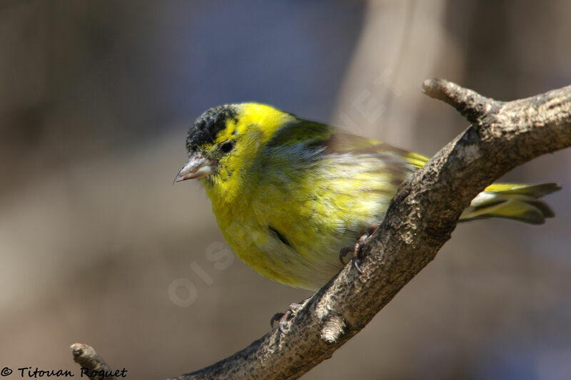 Eurasian Siskin male, identification