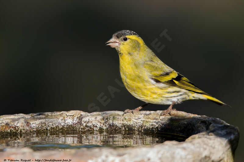 Eurasian Siskin, identification, drinks