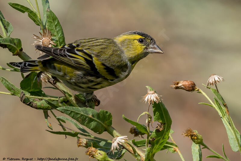 Eurasian Siskin