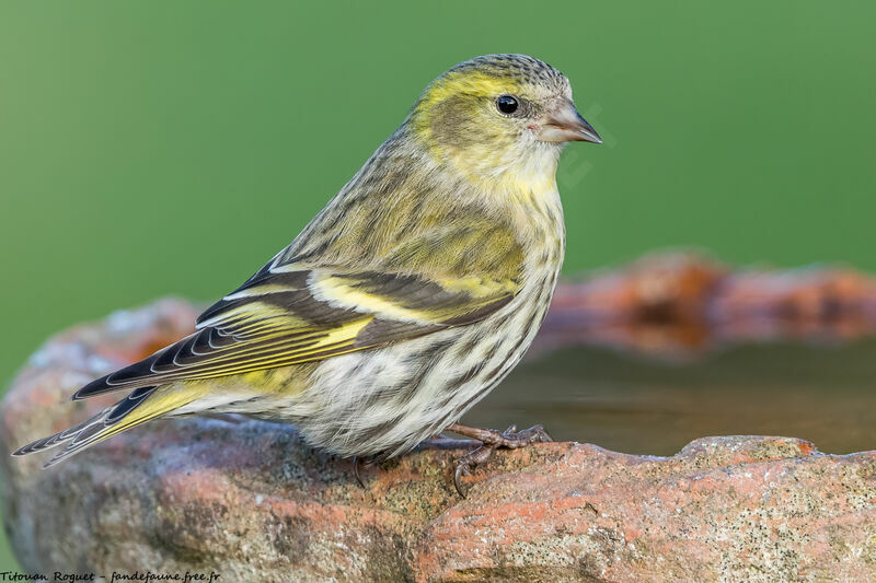 Eurasian Siskin