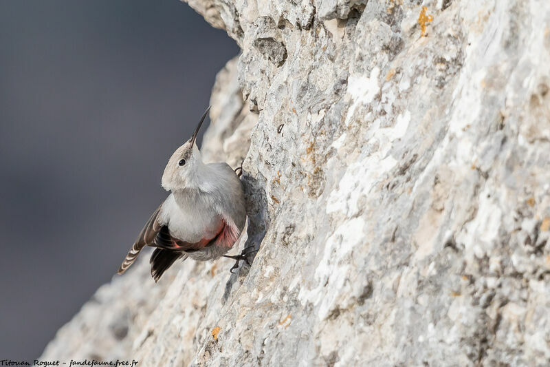 Wallcreeper