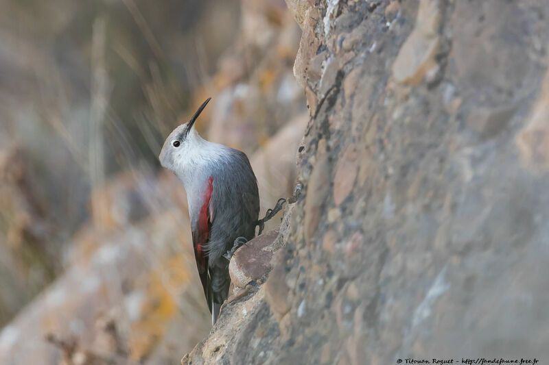 Wallcreeper