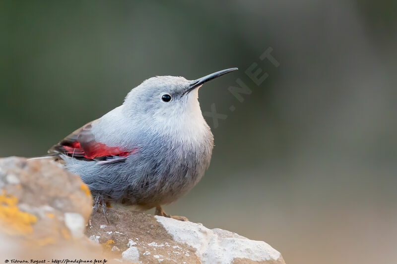 Wallcreeper