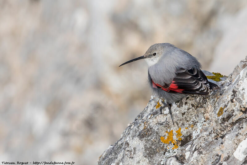 Wallcreeper