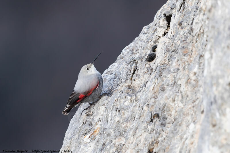 Wallcreeper