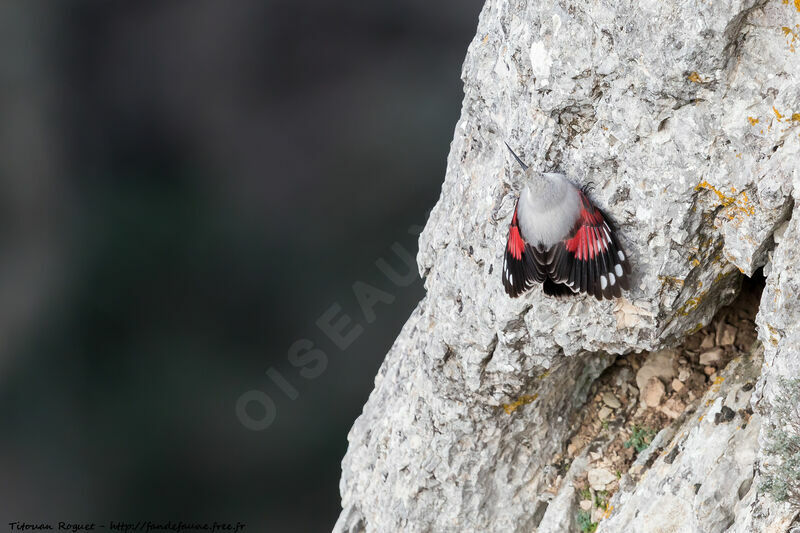 Wallcreeper