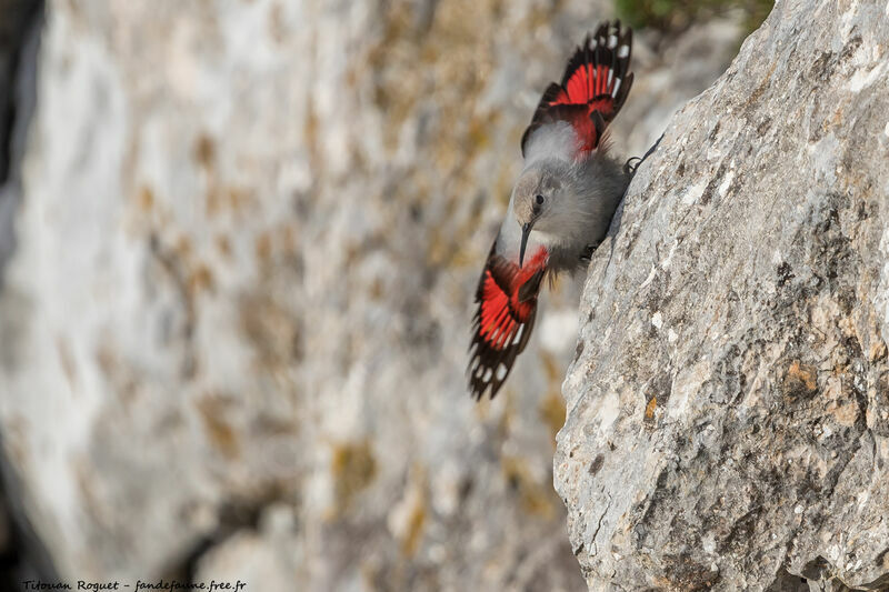 Wallcreeper