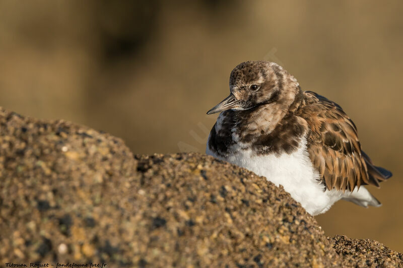 Ruddy Turnstone