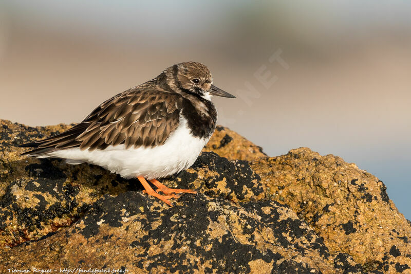 Ruddy Turnstone